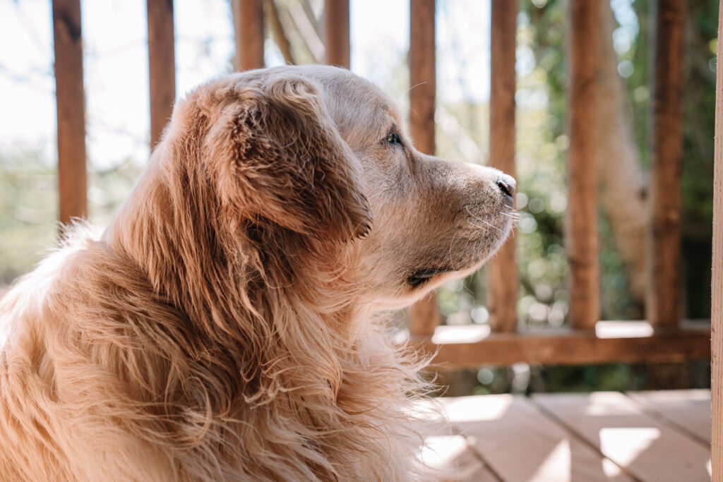 The Nest @ Down Farm